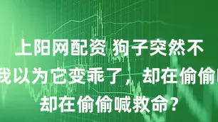 上阳网配资 狗子突然不拆家，我以为它变乖了，却在偷偷喊救命？